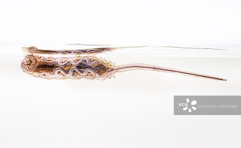 鼠尾蛆图片素材