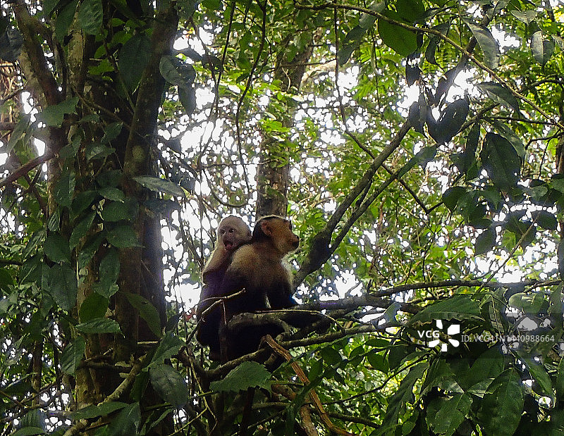 树枝上的白面猴，哥斯达黎加曼努埃尔·安东尼奥国家公园图片素材