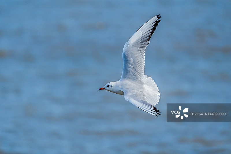 海鸥全身照图片素材
