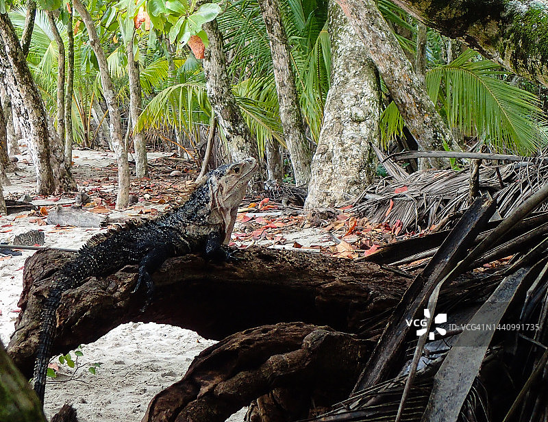 哥斯达黎加曼努埃尔·安东尼奥国家公园的黑鬣蜥图片素材