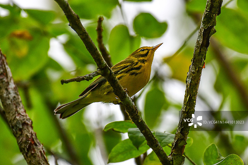 草原莺图片素材