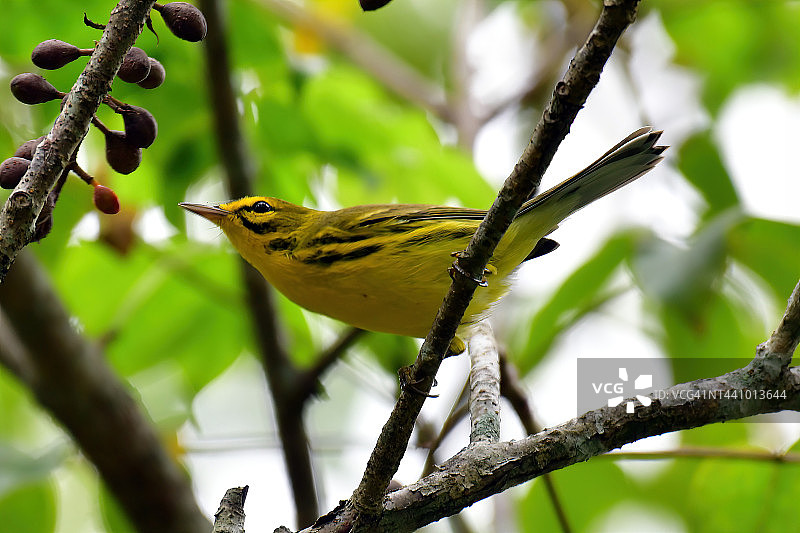 草原莺图片素材