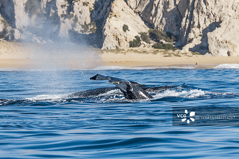 座头鲸图片素材