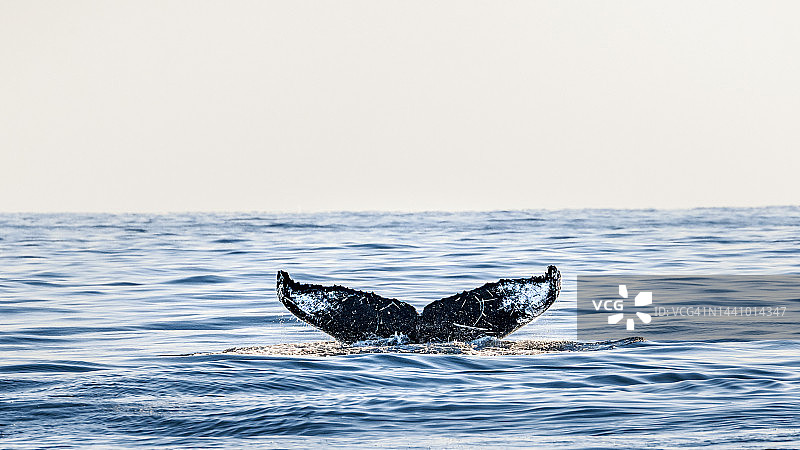 座头鲸图片素材