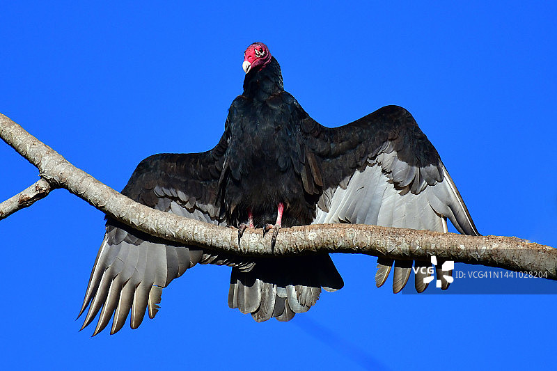 红头美洲鹫图片素材