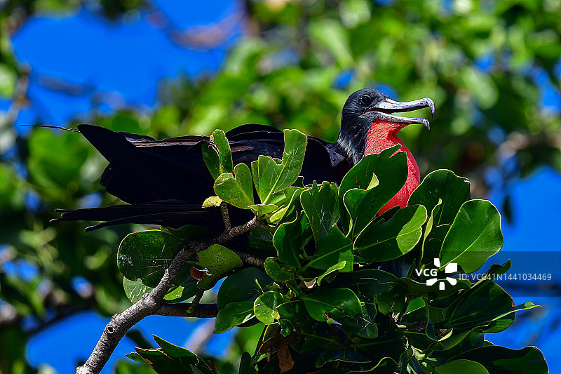军舰鸟图片素材