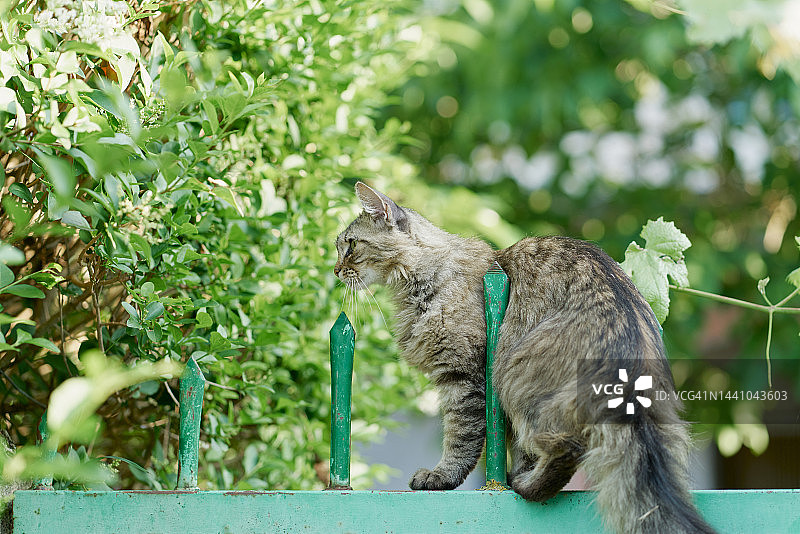 坐在栅栏上的好奇猫的背影图片素材