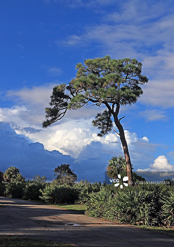 南佛罗里达州景观和云景图片素材