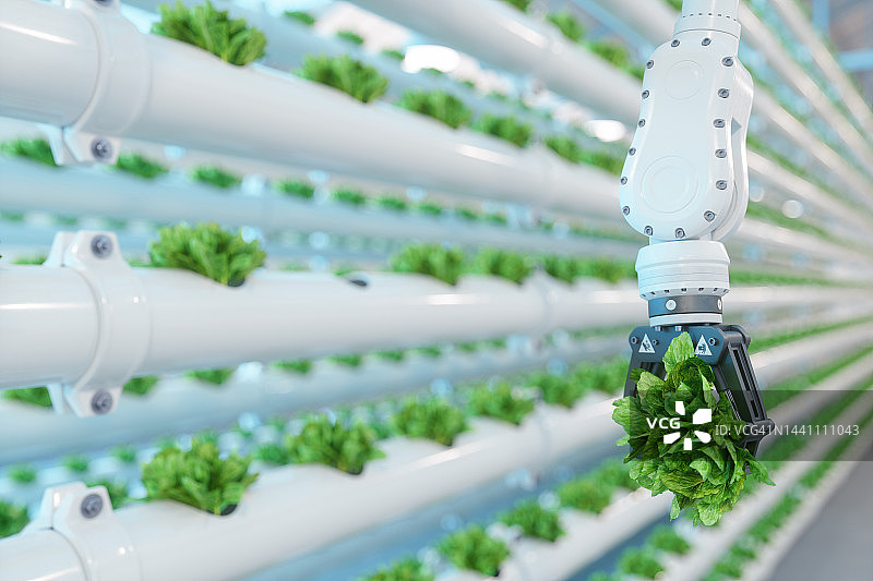 自动化农业技术：机器人手臂在垂直水培植物中采摘生菜特写镜头图片素材
