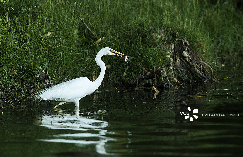 东部大白鹭图片素材