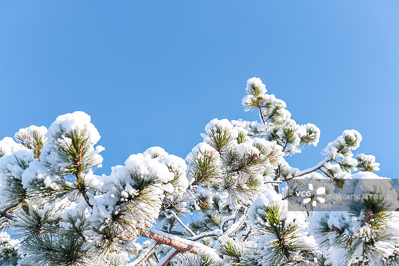 映衬着天空的雪松枝图片素材