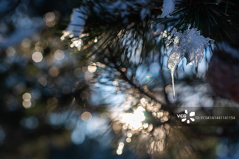 阳光下松树枝上的冰柱图片素材