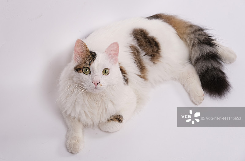 白色的猫图片素材