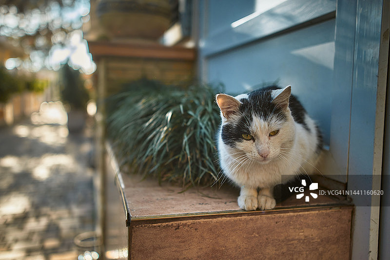 躺在路边的可怜的流浪猫，关爱无家可归的宠物图片素材