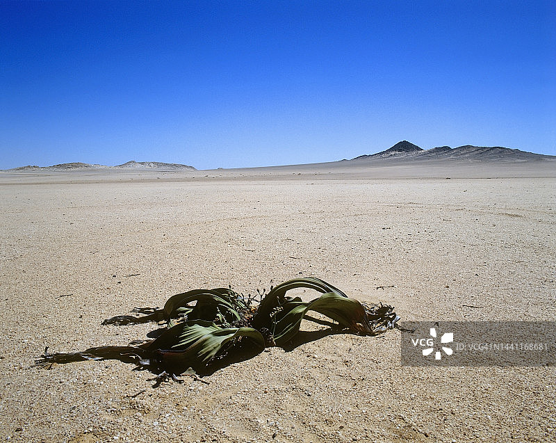 生长在纳米布沙漠干旱气候中的百岁兰图片素材