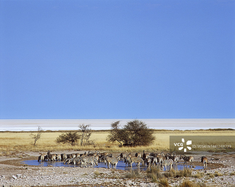 纳米比亚埃托沙盐沼：萨尔瓦多拉泉的斑马图片素材