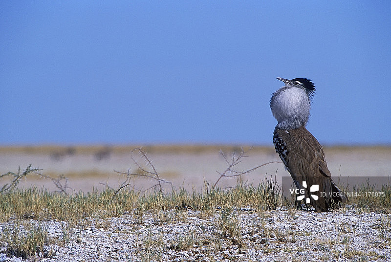 纳米比亚埃托沙求偶中的大鸨图片素材