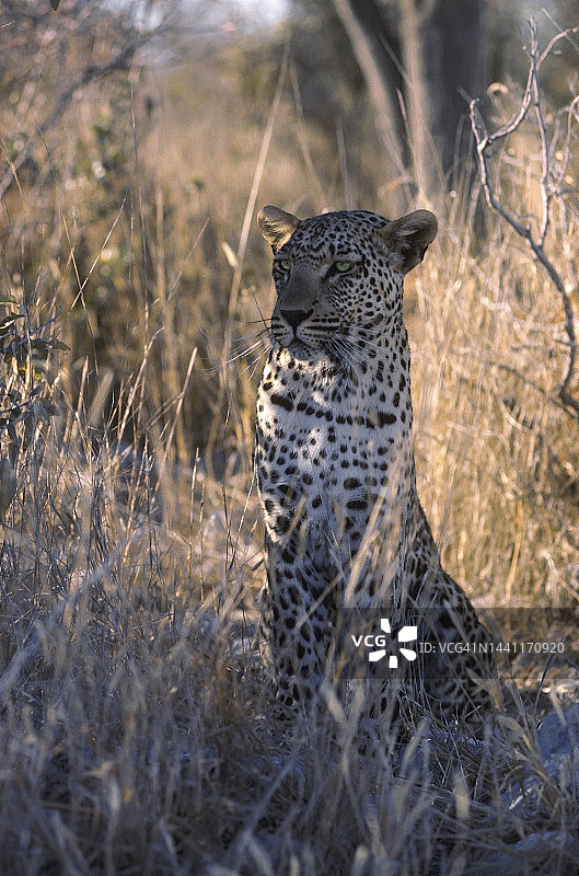 埃托沙国家公园中寻找猎物的猎豹，纳米比亚图片素材