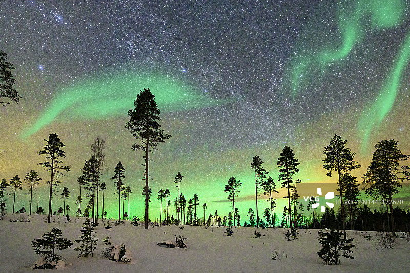 北极光下的雪林，瑞典拉普兰图片素材