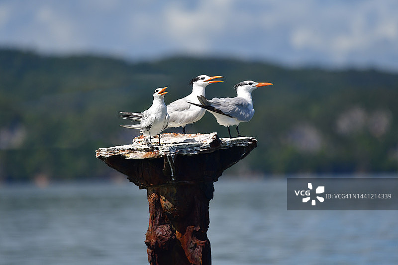 海杆上的皇家燕鸥图片素材