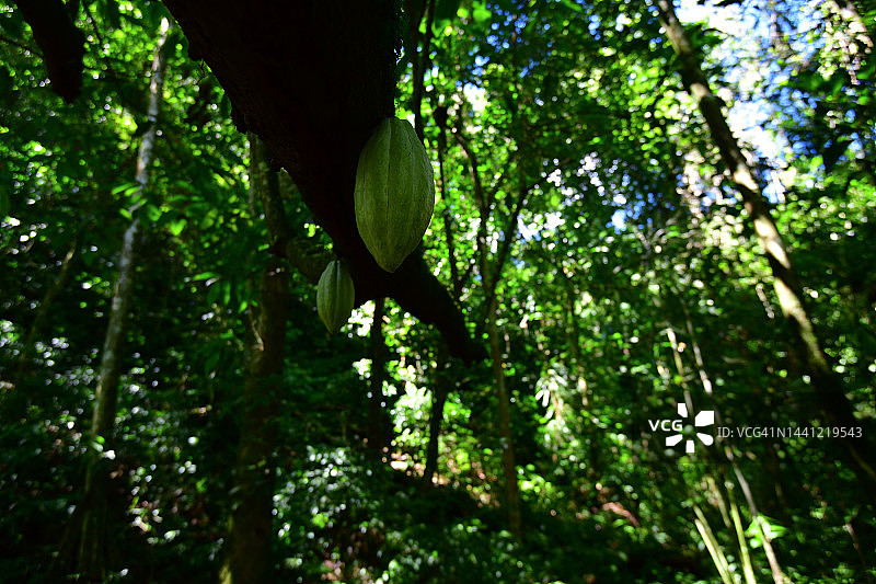 热带雨林中的可可树图片素材