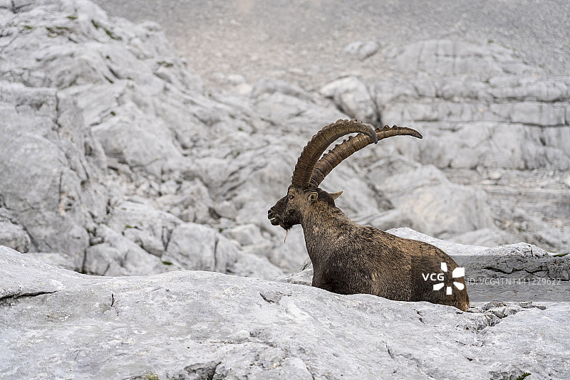 特里格拉夫国家公园的大型雄性阿尔卑斯野山羊图片素材