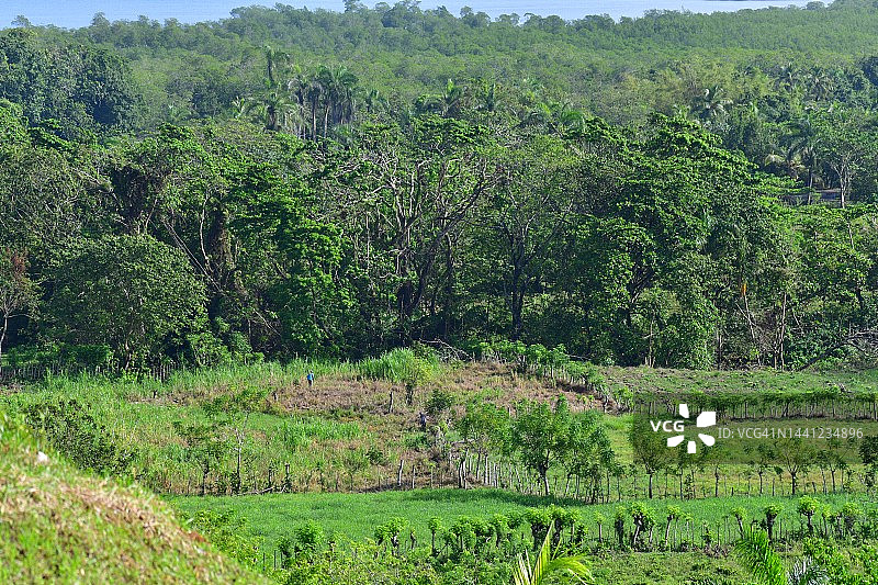热带雨林中的农林业图片素材