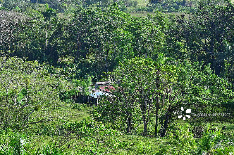 热带雨林中的农林业图片素材
