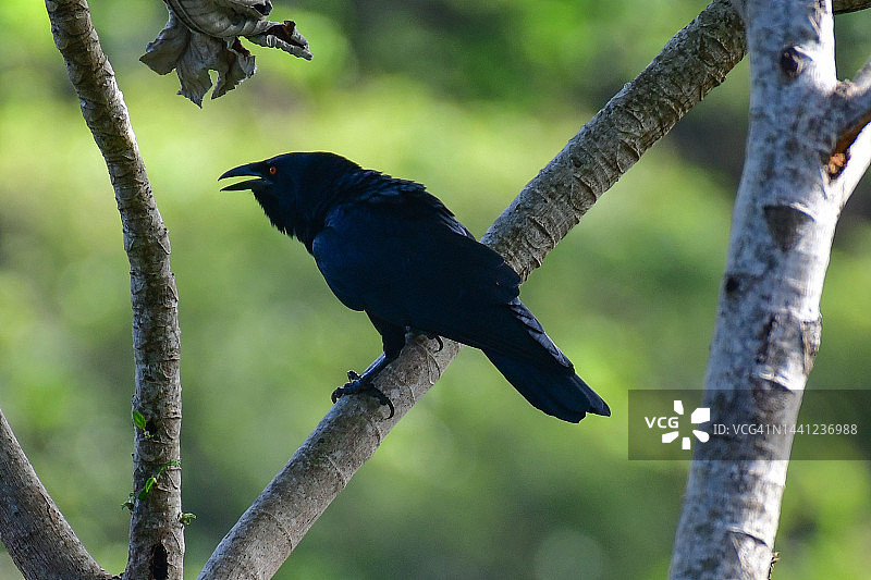 滑嘴犀鹃图片素材