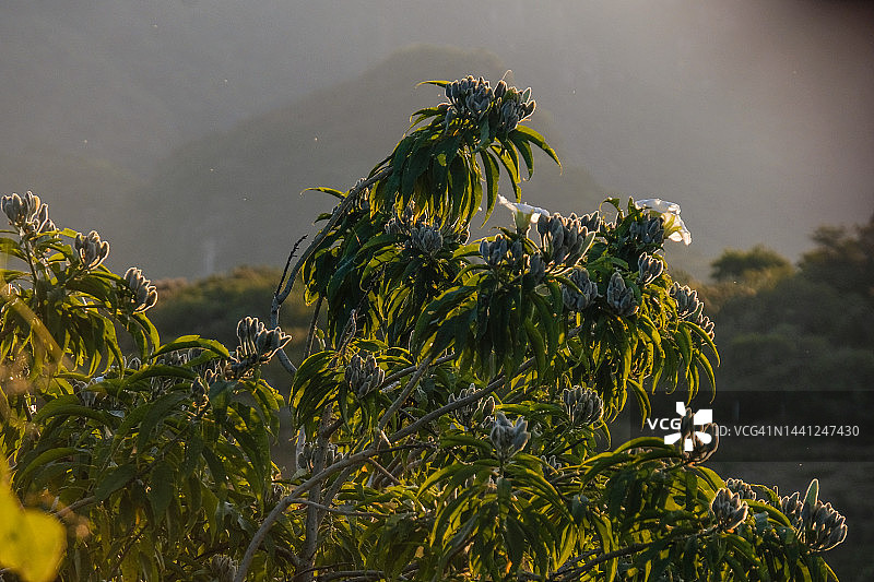 牵牛花树上的花图片素材