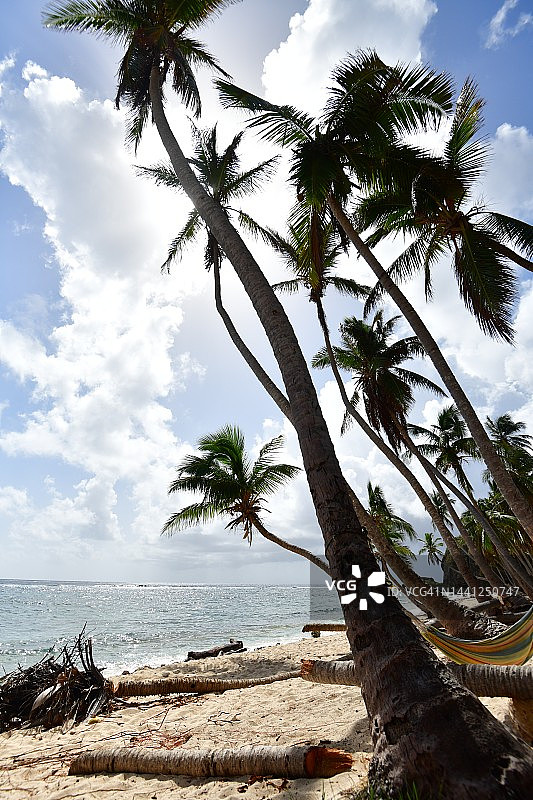 加勒比海热带沙滩椰林图片素材