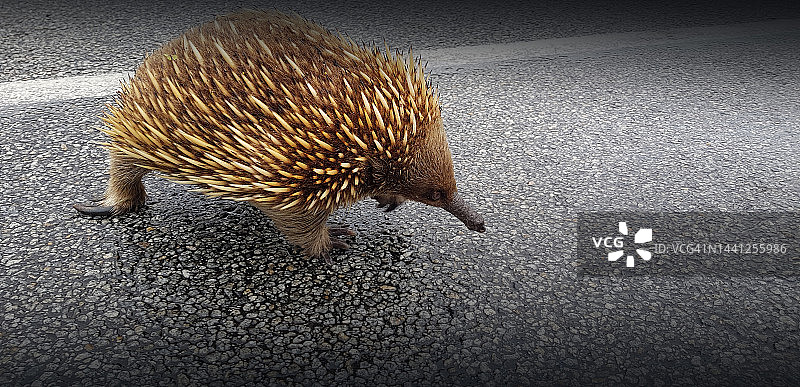 澳大利亚维多利亚州的针鼹过马路图片素材