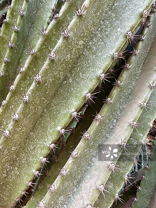 抽象仙人掌图片素材