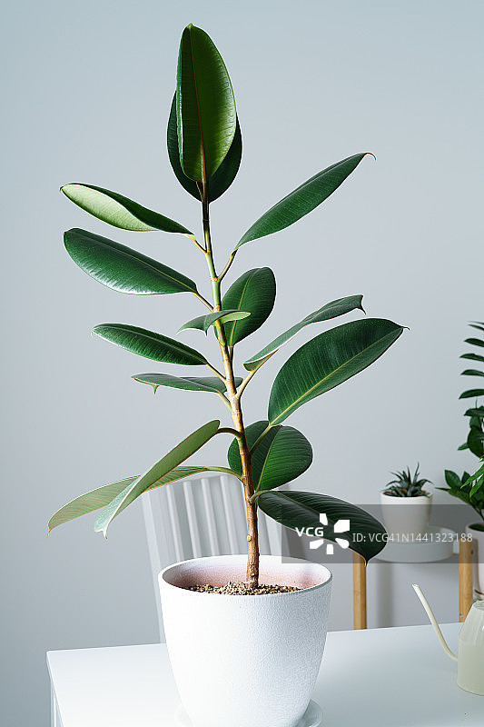 白色花盆中的橡胶树盆栽，现代斯堪的纳维亚公寓家居装饰图片素材