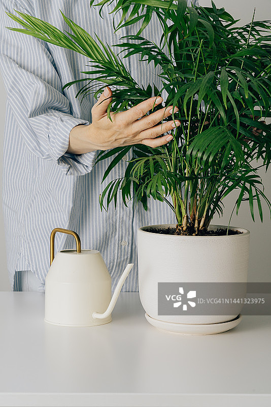 女人在白色花盆中照料袖珍椰子，触摸和拥抱植物图片素材