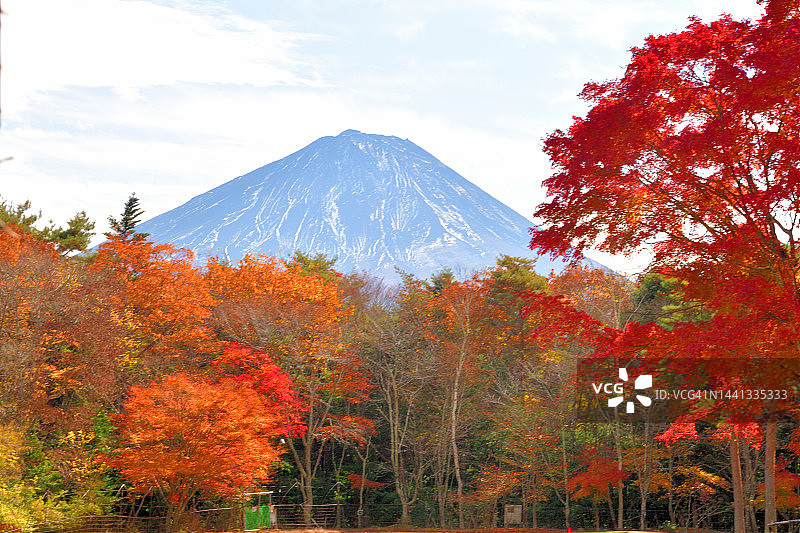 富士五湖地区的秋叶颜色：西湖及其周边图片素材