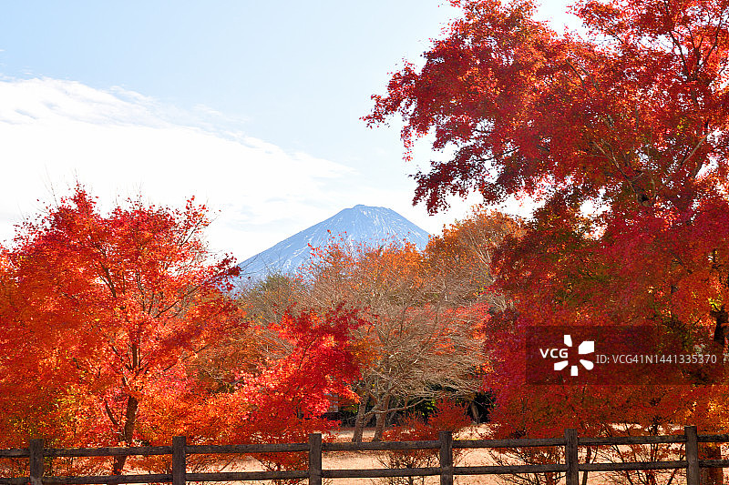 富士五湖地区的秋叶颜色：西湖及其周边图片素材