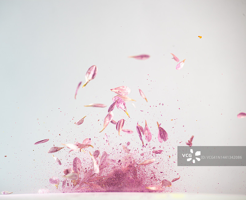 白色背景下半空中飞舞的菊花花瓣图片素材