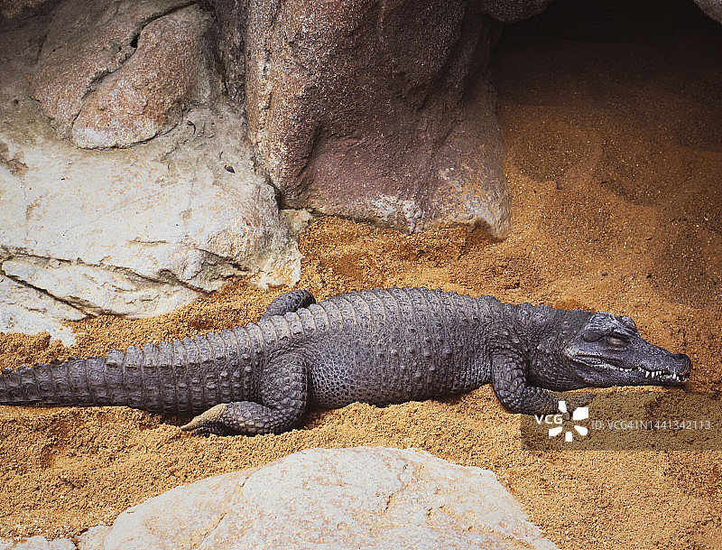 睡着的鳄鱼图片素材