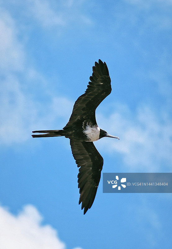 军舰鸟在空中图片素材