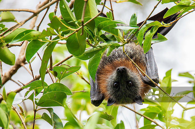 灰头狐蝠图片素材