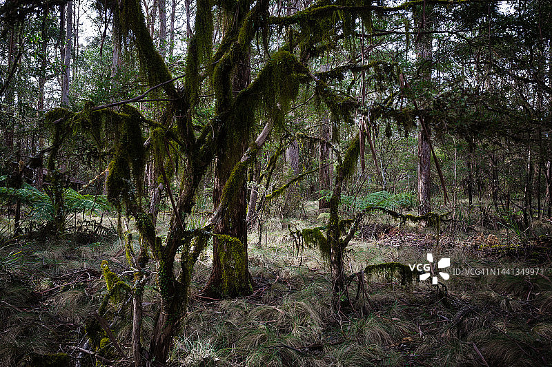 黑暗森林图片素材