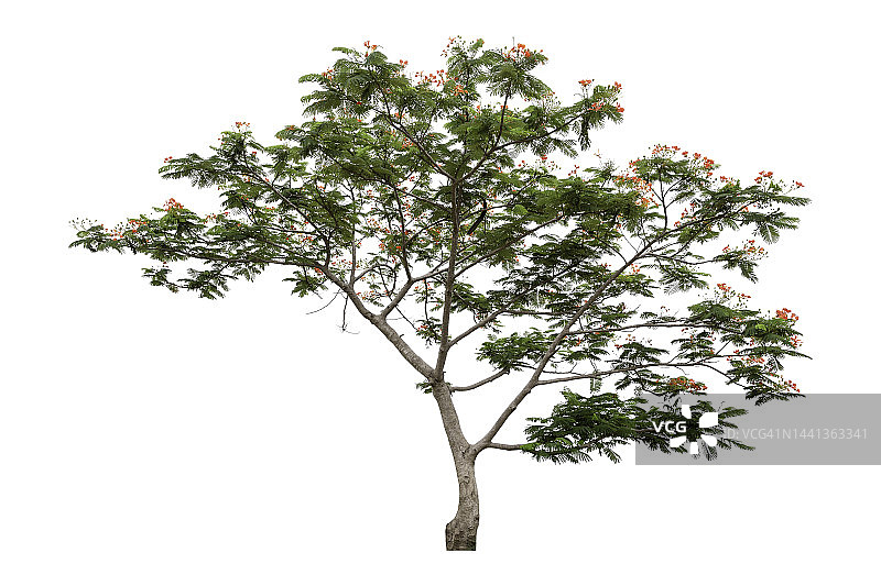 白色背景下的绿色树木图片素材