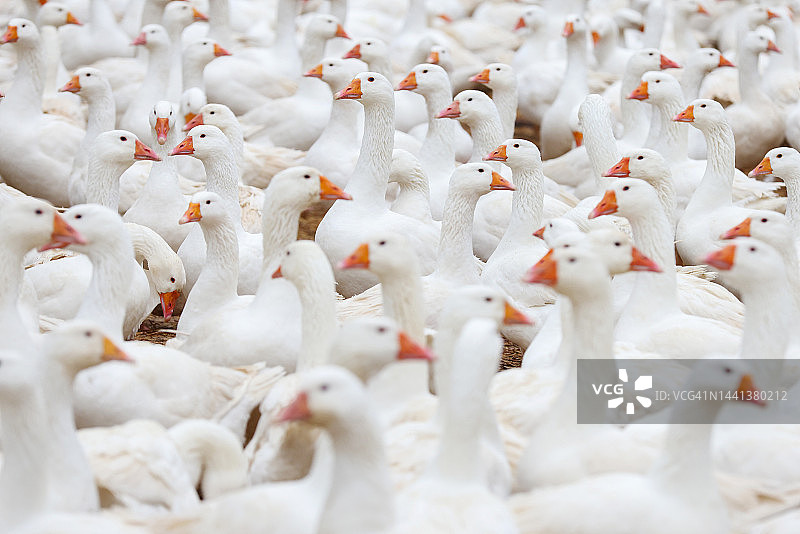 一群白鹅图片素材