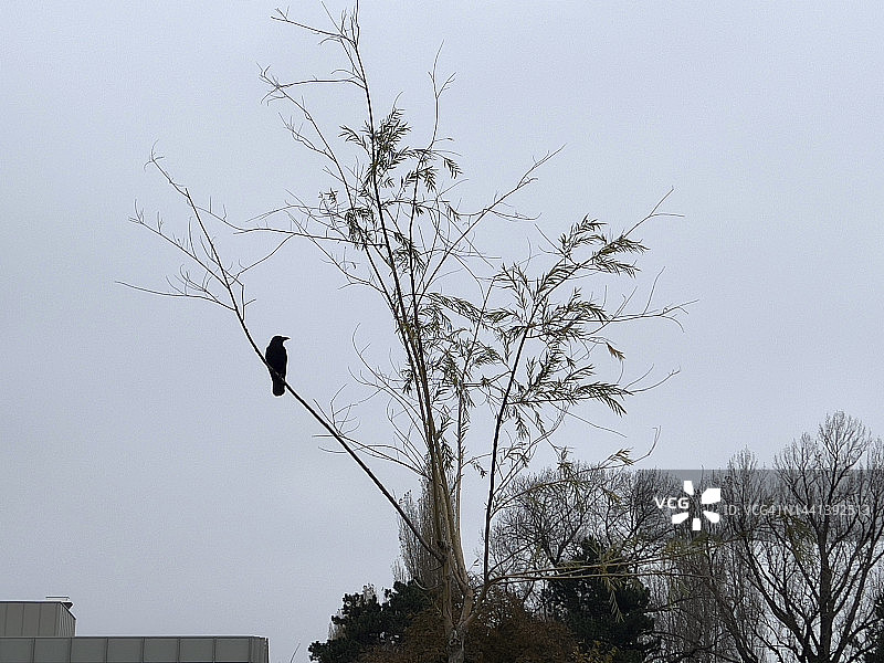 秋日树上的乌鸦图片素材