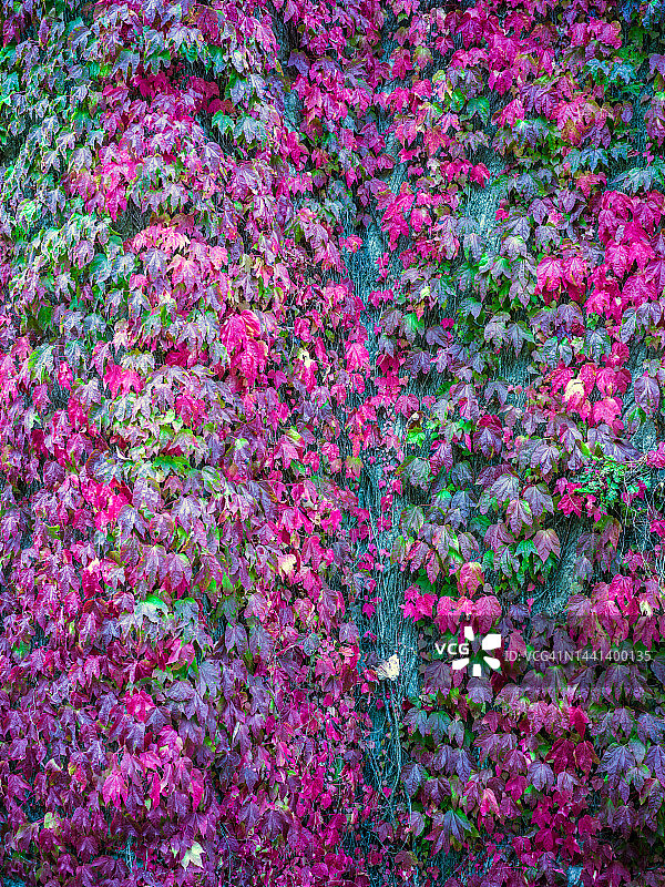 秋季地毯图片素材