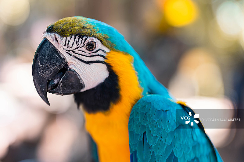 栖息在树枝上的鹦鹉特写图片素材