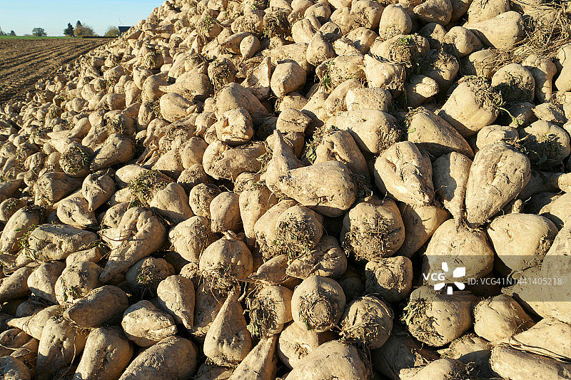 甜菜堆图片素材