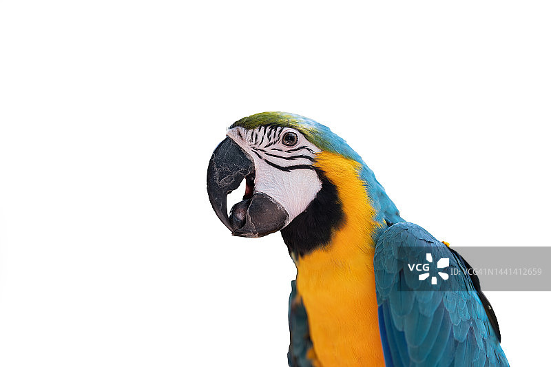 栖息在树枝上的鹦鹉特写图片素材