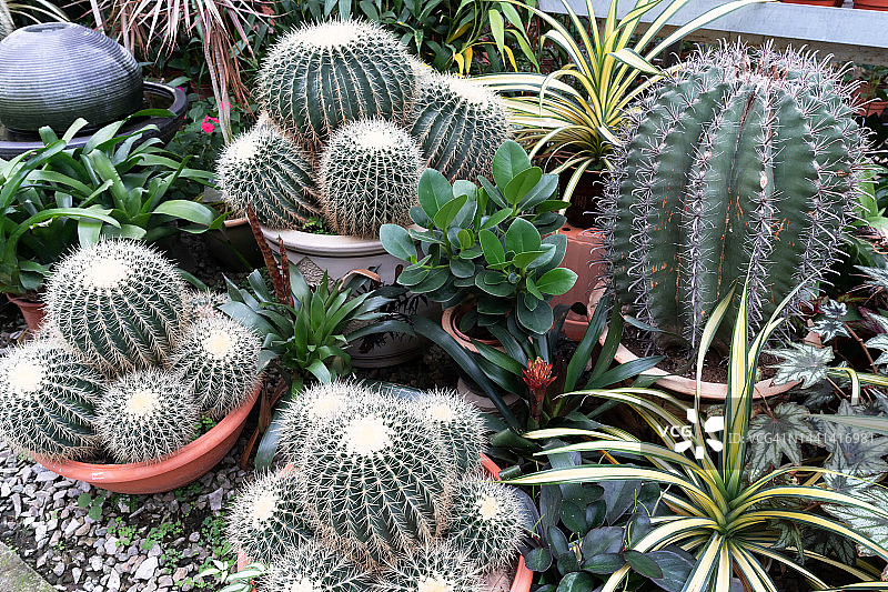 花园中的金琥仙人掌和其他植物图片素材